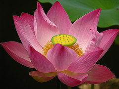 lotus - pink lotus