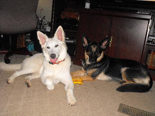 White German Shepherd 'MISS IVORY' - This is my baby girl she is a 6month old White German Shepherd Miss Ivory! And our 3yr old black&tan GermanShepherd Pearlann!