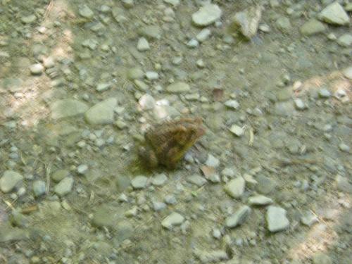 Toad - Big toad that we saw on our hike!