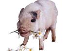 a boar showing its love - pigs also have feelings just like human beings. they are loyal to their lovers.
