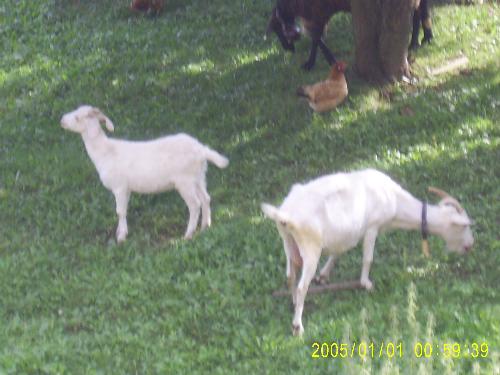 My Vacation Photo 6 - This is a photo of a mother goat with its baby. I could see them through the rear balcony of the house I stayed at.