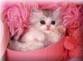 cat - cute