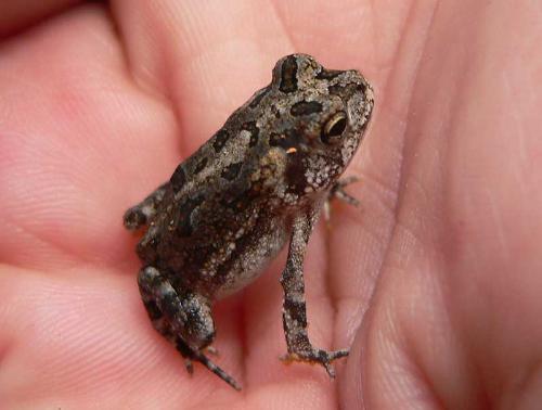 oak tree toad - oak tree toad-less than one inch