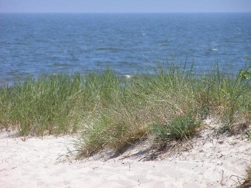 grass  - sea grass