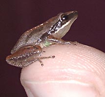 frog - grass frog