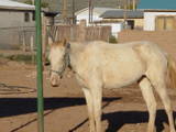 Blue - This is my albino horse. All my other horses kinda pick on him that is why he looks kinda beat up. She is about 2 years old.