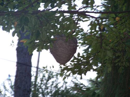 Bee Hive - This bee hive is hanging in a tree right by my house. I have never seen one so big.