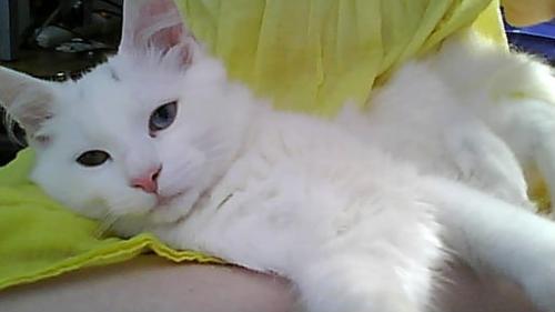 My youngest boy, Jonathan - This is our youngest 'son,' Jonathan Lee (we call him Johnny). One of his eyes is still blue; it never changed over to that goldish green of the other one. Many cats with this are deaf or hard of hearing. Although Johnny's not deaf, we do know he can't hear as well as the other cats.