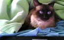 My boy, Thomas - He is our eldest. This is the cat that has literally saved my life. Thomas Ray is a true angel in disguise, and the most beautiful cat I've ever laid eyes upon. I thank God everyday for bringing him into my life.