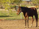 Bob - This is my mustand Bob. I know it's kind of a weird name for a girl but I love her.