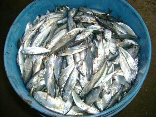 baby fishes - These fishes are very small but the fishermen had these catch. These baby fishes would have grown more bigger four times their size.