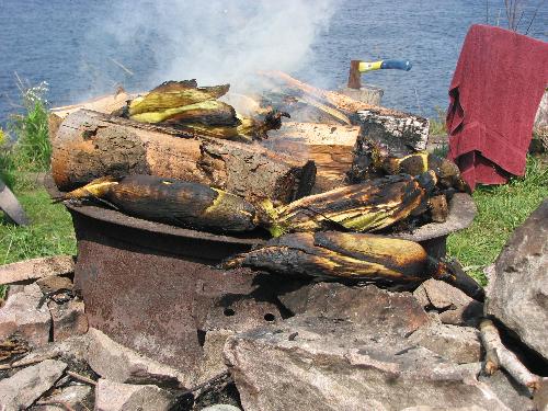 Roasting corn on a campfire - Cooking corn on a campfire can be a tasty experience. www.TheModernVagabond.com