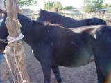 Rockie and Blackie - These are my horses Rockie and Blackie. Blackie, the one in front is currently pregnant, she is due in April. The one in the background is rocky, she is blackies first colt. They are both Arabians.