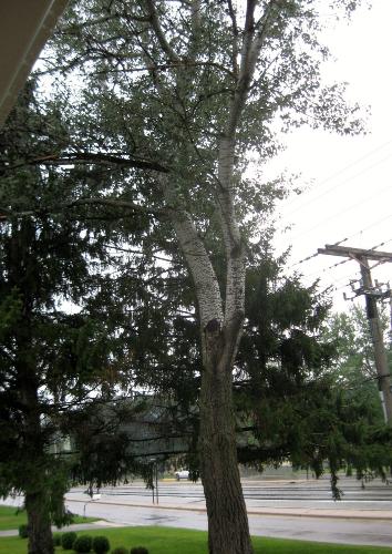 Useless and annoying - Getting rid of this tree very soon. Useless and annoying - Getting rid of this tree very soon.