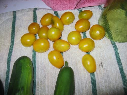 A lot lately - My yellow pear tomatoes
