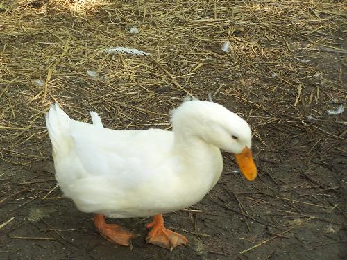 My drake Pekin - This is my Aflac, he's a big baby and acts like a dog.