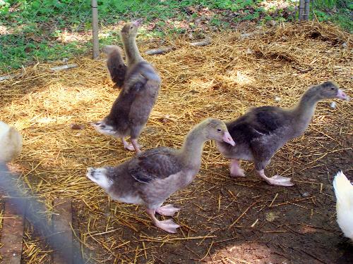 A Trio of Friends - These are my trio of geese. One male, two female- men you have to love that combination LOL