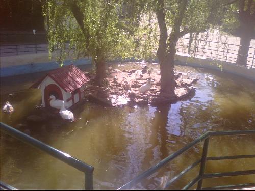 ducks - this is a pool with a small island. there live a lot of white ducks