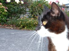 avcatar - Cat... Avatar.