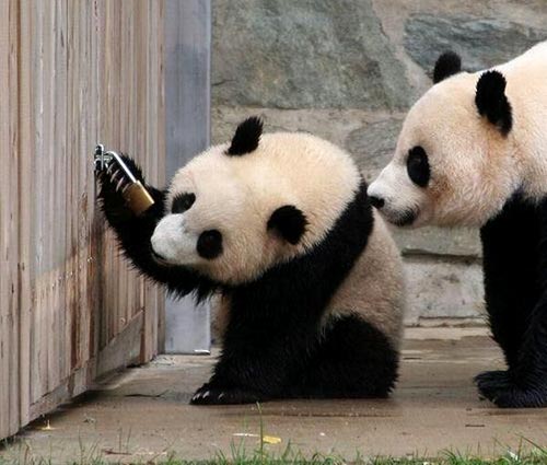 Pandas checking out a padlock - Two Pandas wondering why this tiny thing can manage to keep them imprisoned