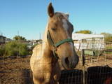 Otto - This is my stud Otto. He is the one that I breed with all my other horses to get colts. He is a palomino and he is about 5 years old. He is a really good horse and would never buck or rear up.