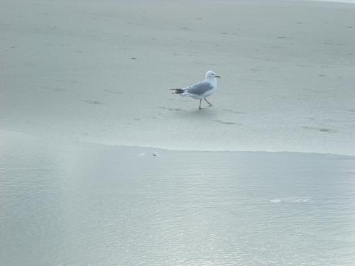 seagull - seagull on the beach