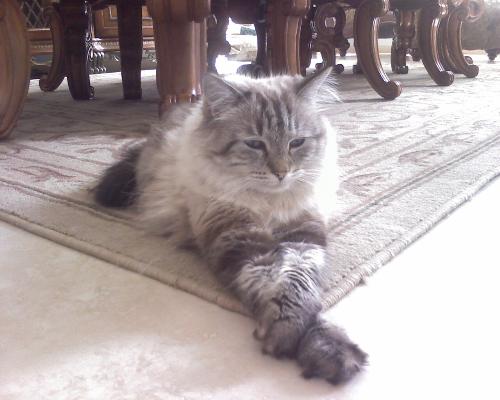 Bella - Bella is my little baby. She is such a lady...lol
