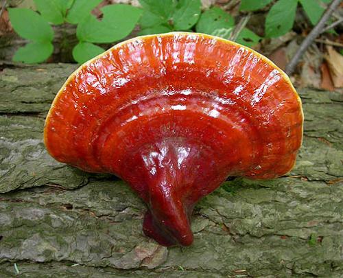 Ganoderma lucidum - Ganoderma lucidum its king of herbs. 