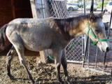 Moccha - This is my buckskin filly Moccha. She is the best! She is almost 6 months old now. Her mom, Storm, died when Moccha was only about 2 months old so we had to bottle feed her.