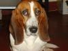 Chinese Basset boy - Look,this is me, a Chinese Basset boy.