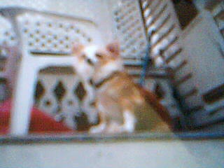Pretty the chihuahua - This is my grandma's dog Pretty.