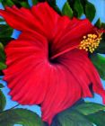 Hibiscus Flower - It is a five petaled flower with beautiful colors.