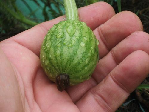 Waterlemon - They are forming now. Waterlemon - They are forming now.