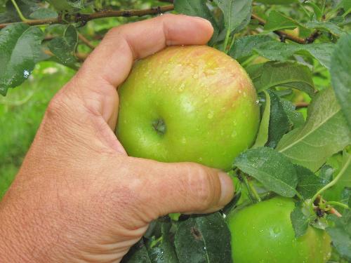 Haralred Apples - This is the typical size this year on my tree in the backyard. Haralred Apples - This is the typical size this year on my tree in the backyard.