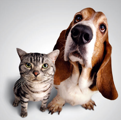 The dog say 'the cat is my girl friend' - Usually the dog always fight with the cat. Different with this photo. The cat and the dog are spouse. The dog say 'hello this cat is my girl friend'. This is very nice if the dog not fight with the cat