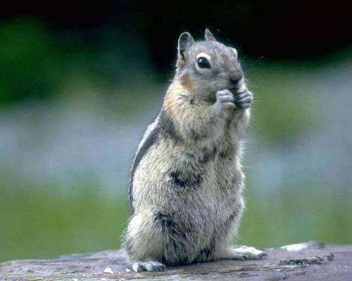chipmunk - chipmunkchipmunkchipmunkchipmunkchipmunkchipmunk