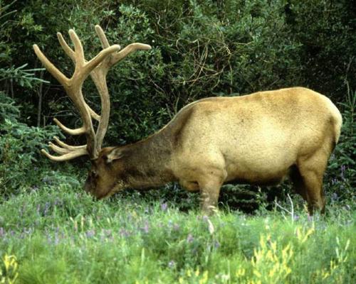 deer - deerdeerdeerdeerdeerdeerdeerdeerdeerdeerdeerdeer