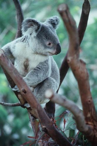koalabar - koalabarkoalabarkoalabarkoalabarkoalabarkoalabarkoalabarkoalabar
