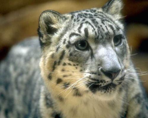 leopard - leopardleopardleopardleopardleopard