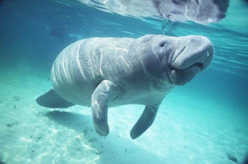 manatee - manateemanateemanateemanateemanateemanateemanateemanatee