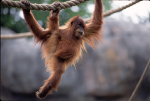 monkey - monkeymonkeymonkeymonkeymonkeymonkeymonkeymonkeymonkeymonkey