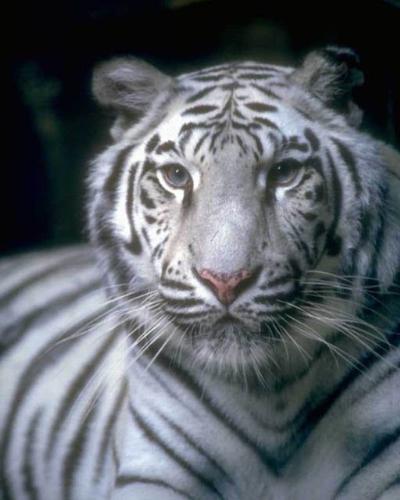 tiger - tigertigertigertigertigertigertigertigertiger