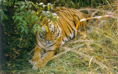 tiger2 - tiger2tiger2tiger2tiger2tiger2tiger2tiger2tiger2tiger2tiger2