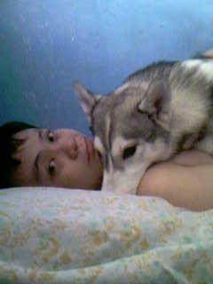 ash - My beloved husky 'ash'