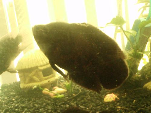 My Oscar - This is a picture of my pet Oscar Flavor. I've had hom for about 5 months at the time of this pic.