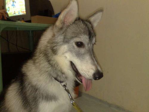storm - my new husky 'storm'