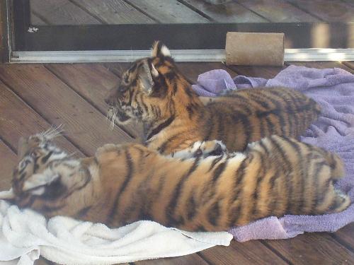 Baby tigers - Aww baby tigers we saw at the zoo!