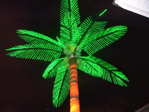 Palm tree - Light up Palm tree on the boardwalk!