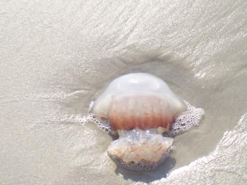 Jelly Fish - Jelly Fish on the beach