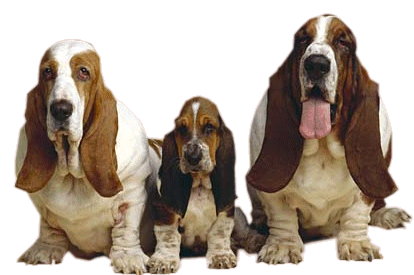 Cute Dogs - Man's Best Friend